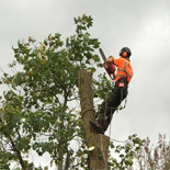 grimpeurs pour émonder les arbres