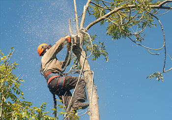 Abattage et élagage d'arbre 77 à Melun